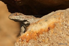 Oplurus quadrimaculatus