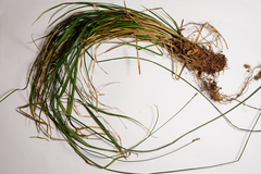 Carex muricata