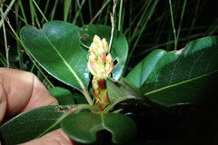 Rhaphiolepis umbellata