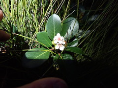 Rhaphiolepis umbellata