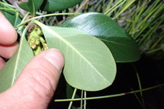 Rhaphiolepis umbellata