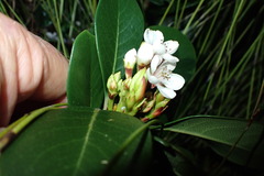 Rhaphiolepis umbellata