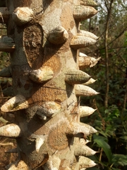 Zanthoxylum rhoifolium