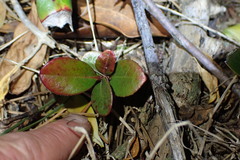 Rhaphiolepis umbellata