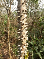 Zanthoxylum rhoifolium