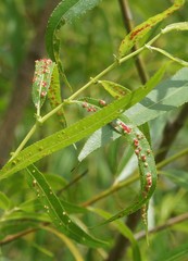 Aculus
