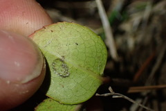 Rhaphiolepis umbellata