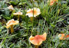 Hygrocybe cuspidata