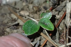 Rhaphiolepis umbellata