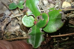 Rhaphiolepis umbellata