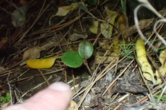 Rhaphiolepis umbellata