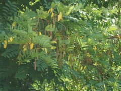 Robinia pseudoacacia