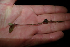 Rhaphiolepis umbellata