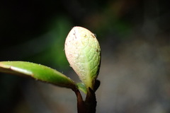 Rhaphiolepis umbellata