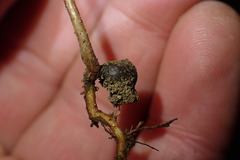 Rhaphiolepis umbellata