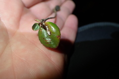 Rhaphiolepis umbellata