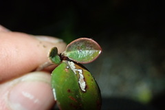 Rhaphiolepis umbellata