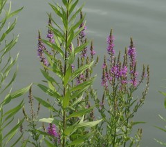 Lythrum salicaria