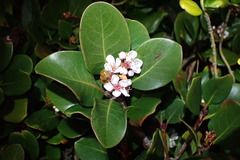 Rhaphiolepis umbellata