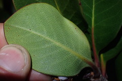 Rhaphiolepis umbellata