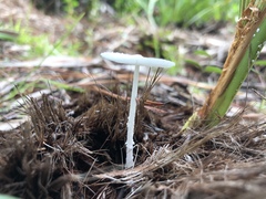 Leucocoprinus fragilissimus image