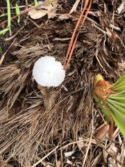 Leucocoprinus fragilissimus image