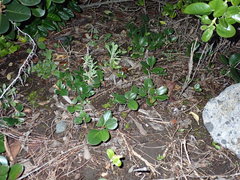 Rhaphiolepis umbellata