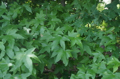 Liquidambar styraciflua