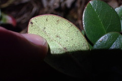 Rhaphiolepis umbellata