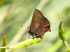Callophrys augustinus iroides