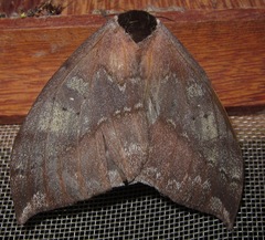 Hemileucinae