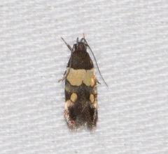 Triclonella determinatella