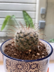 Mammillaria bombycina