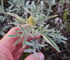 Ambrosia grayi