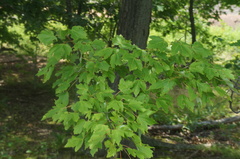 Acer rubrum