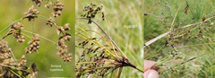 Scirpus longii