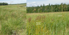 Scirpus longii