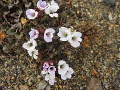 Veronica spathulata