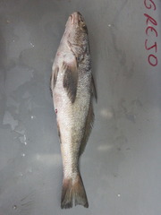 Menticirrhus nasus