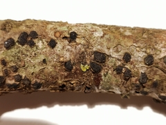 Diatrype disciformis