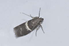 Elegia similella