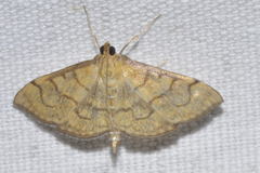 Anania verbascalis