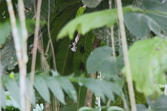 Emballonuridae