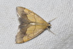 Evergestis limbata