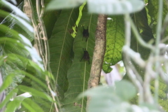 Emballonuridae