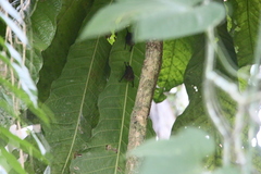 Emballonuridae