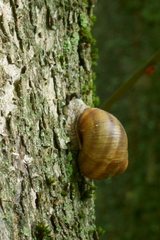 Helix pomatia