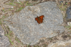 Polygonia c-album
