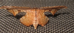 Belonoptera