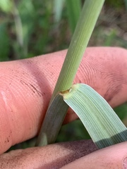 Paspalum laeve